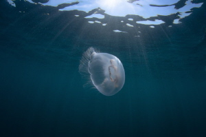 Aurelia jellyfish by Dmitry Starostenkov 